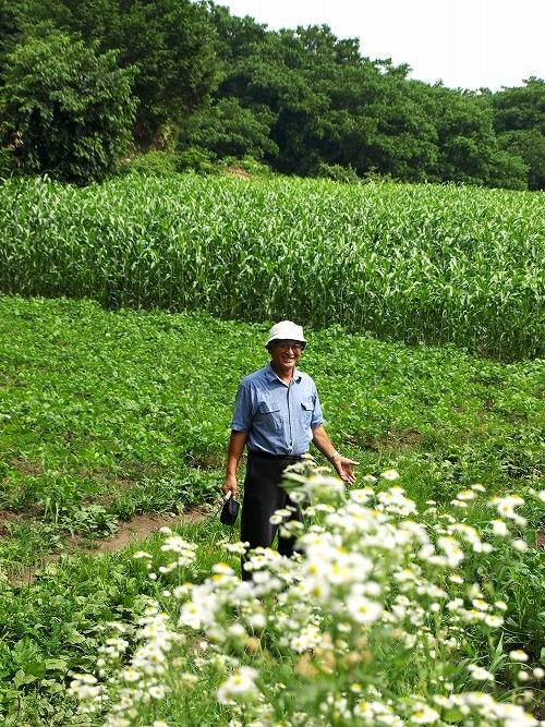 雑穀畑の緑