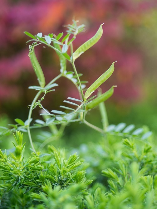 マメ科植物が大好きだ カラスノエンドウが綺麗な時期ですね やまけんの出張食い倒れ日記