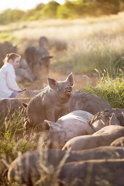 Borrowdale Pigs In Grass 39