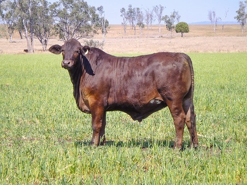 Crossbred steers (1 of 1)
