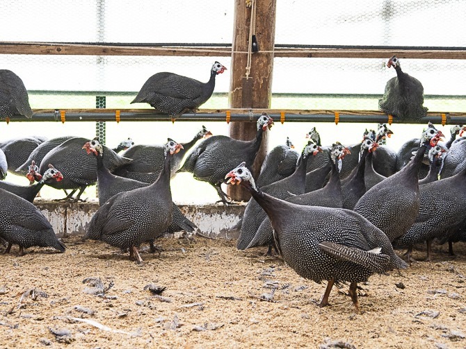 写真追加 熊本は天草で育つホロホロ鳥を関東の料理人に使って欲しい 9月13日品川シーサイドにて熊本のホロホロ鳥とくまもとあか牛の経産ドライエイジドビーフの試食セミナー 無料 やります 午前の部は埋まってしまって午後の部のみ数席空いてます やまけんの