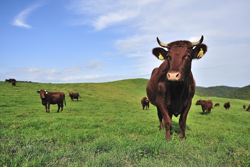 短角牛の放牧風景