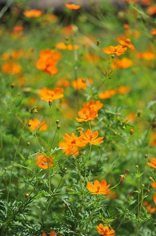 2010-08-31kouchi431