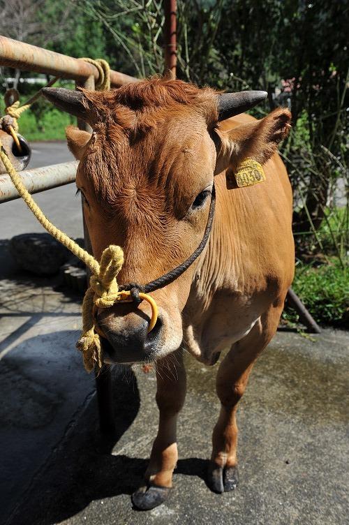 2010-08-31kouchi519