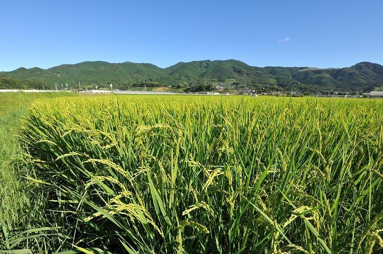 2010-08-31kouchi719