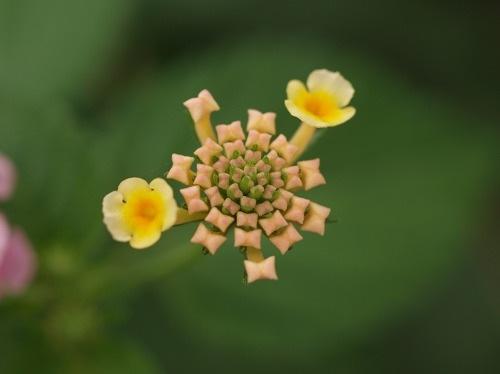 P7096597