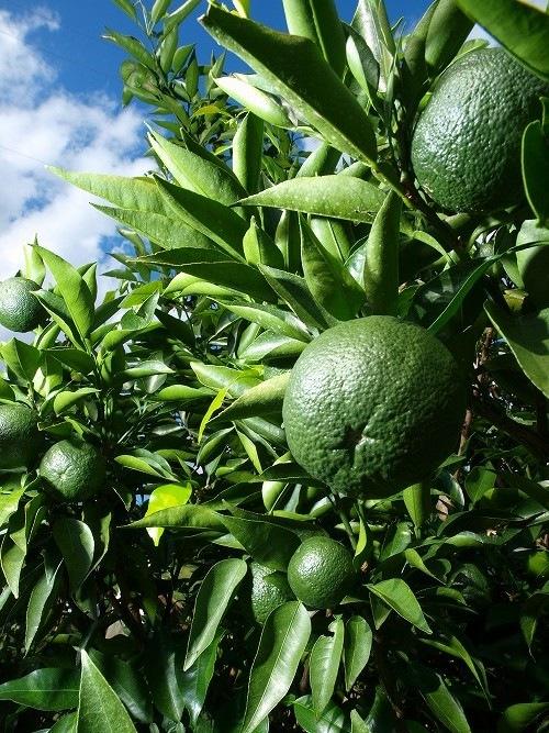 柑橘 じゃばら じゃばら(柑橘)は花粉症やアトピーに効果あり? 効能と食べ方は？