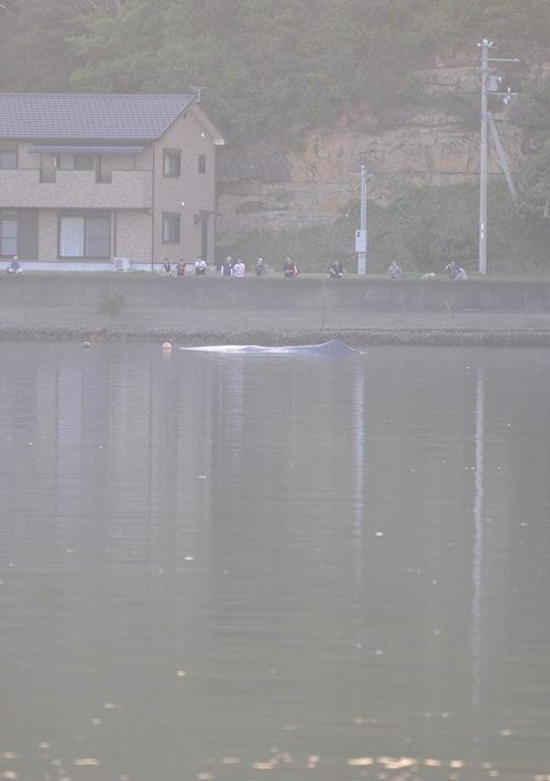 kujira
