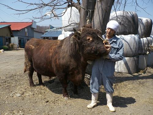間違いなく1トン近く体重がある闘牛用の短角牛。ちなみに横綱です。こんな猛獣が柿木君にごろごろなついているのだからスゴイ。