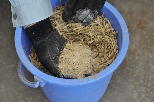 強力と優男が食べている飼料。手ですくっているのが配合飼料だが、圧倒的に少ない量だ。