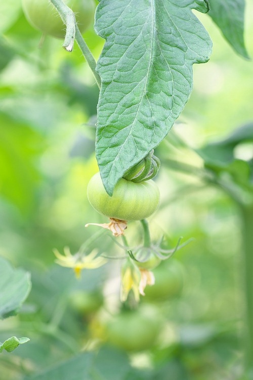 トマトの花から実が大きくなって赤熟する