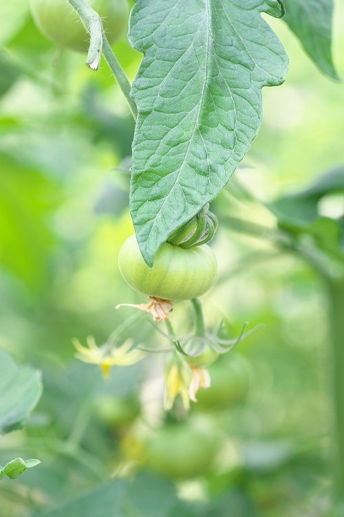 トマトの花から実が大きくなって赤熟する