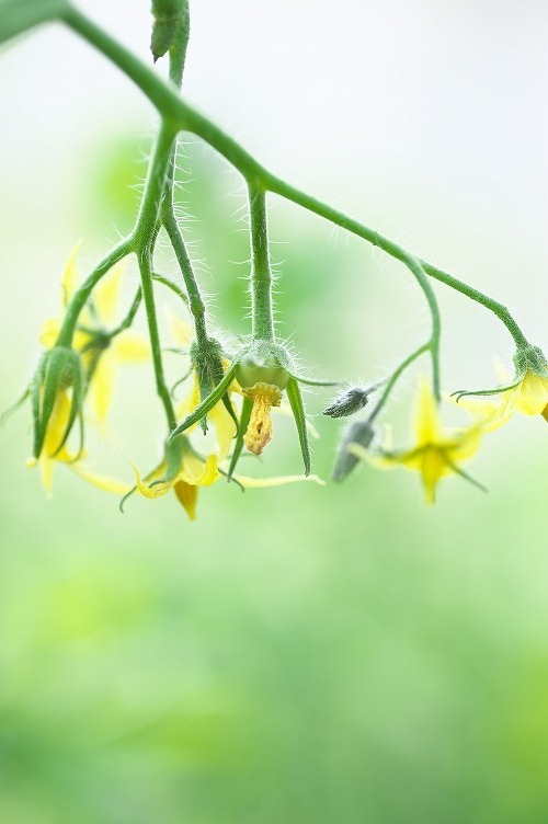 トマトの花が受粉すると実が生る