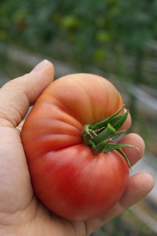 鬼花トマトは美味しい。