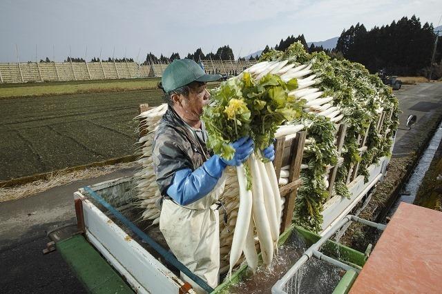 やぐらに干す大根を洗う谷口おさむさん