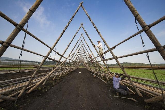 大根やぐらの建築　最初、僕はてっきりやぐらは土建屋さんが建てていると思っていた。なんとこんなに大きな建造物を農家が一から作っている！