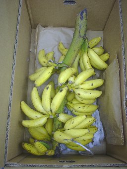 banana02.jpg