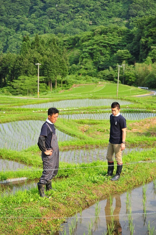 飯尾醸造の田圃 (2)