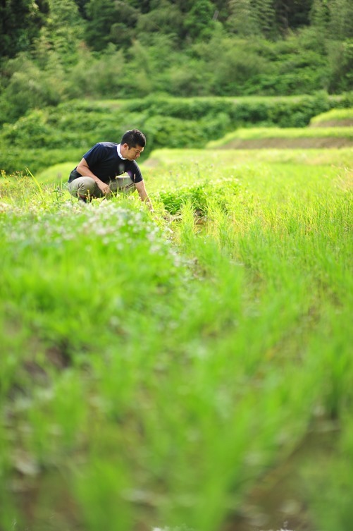 飯尾醸造の田圃